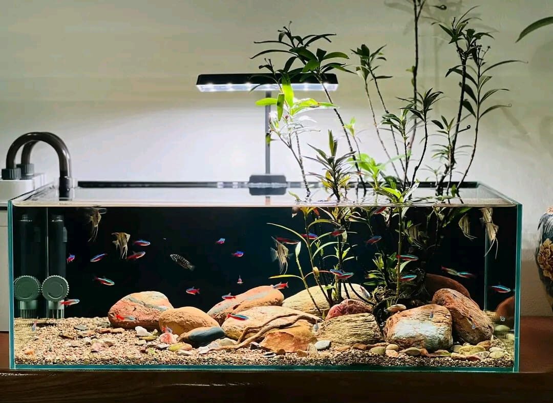 Cây Mị Nương 2