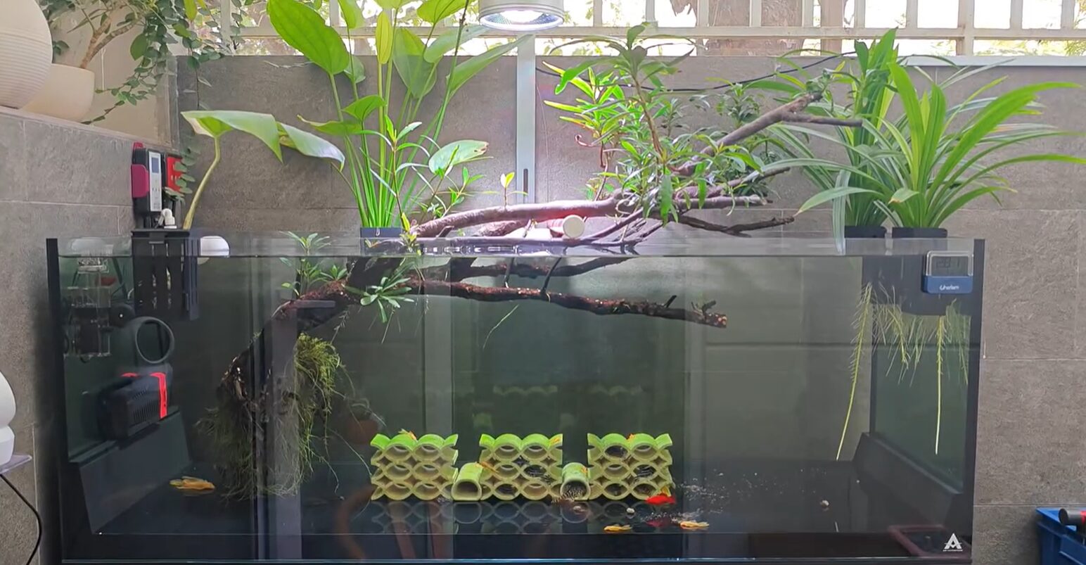 Ứng Dụng Của Cây Mị Nương