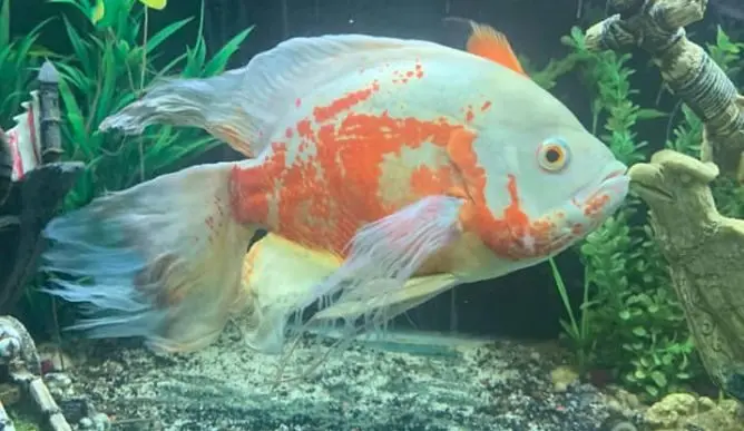 Cá tai tượng vây dài (Veil Tail Oscar)