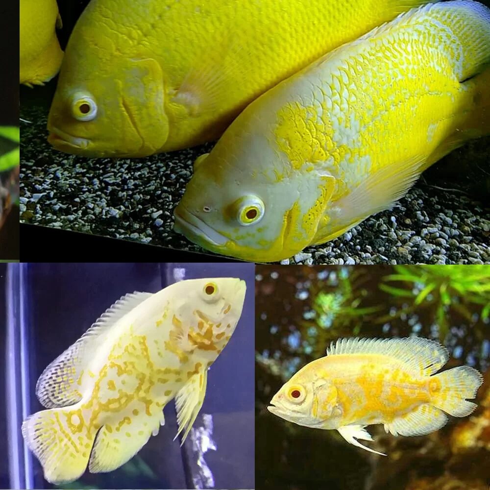 Cá tai tượng chanh (Lemon Oscar)