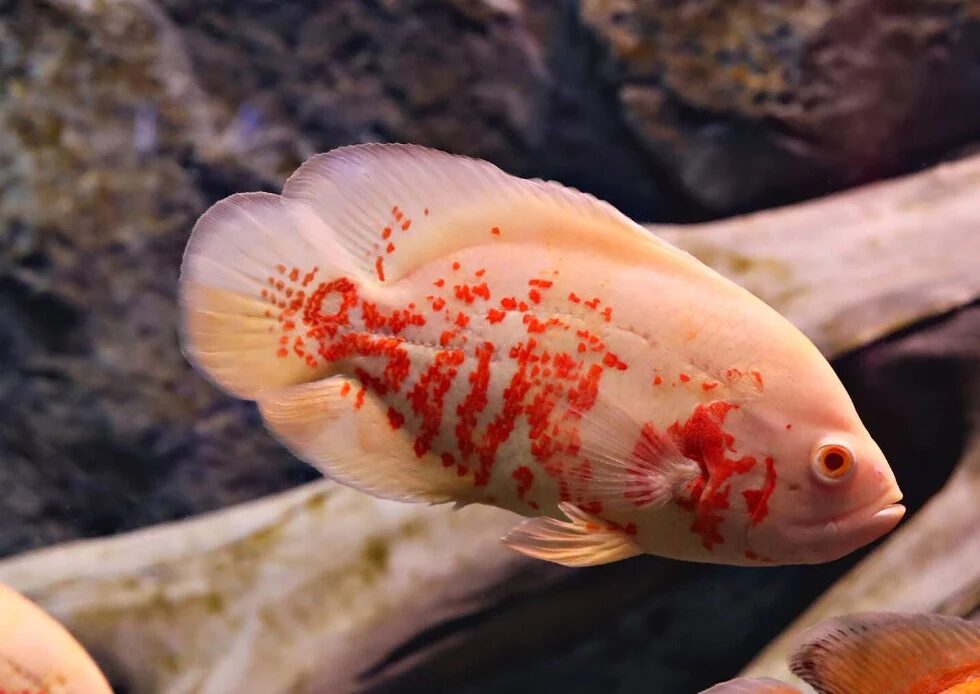 Cá tai tượng Albino (Albino Oscar)