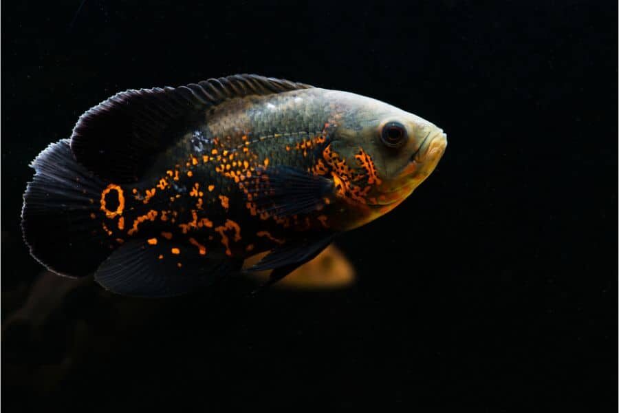 Cá tai tượng hổ đen (Black Tiger Oscar)
