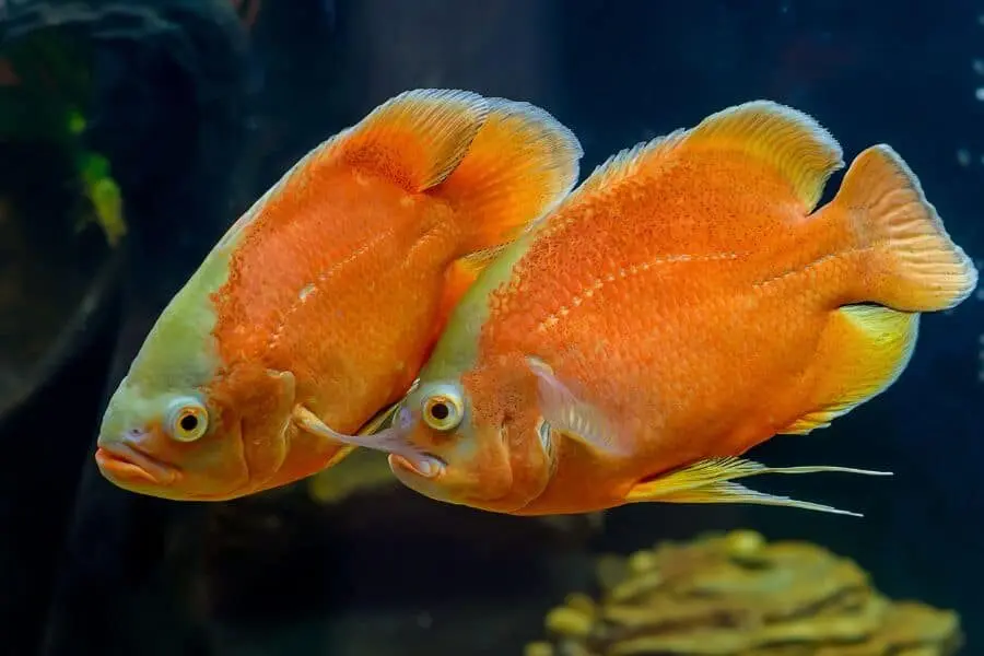 Cá tai tượng Albino đỏ (Albino Red Oscar)