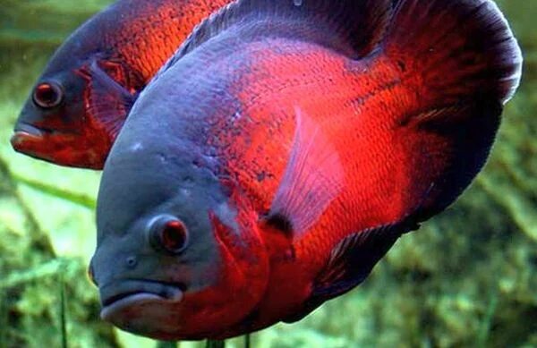 Cá tai tượng đỏ (Red Oscar)