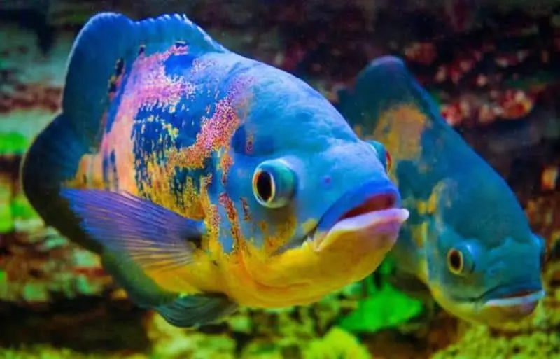Cá tai tượng xanh (Blue Oscar)