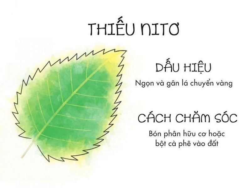 Thiếu Nitơ (N)