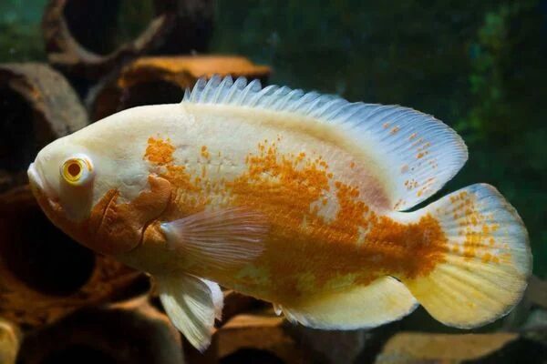 Cá tai tượng bạch tạng (Albino Oscar)