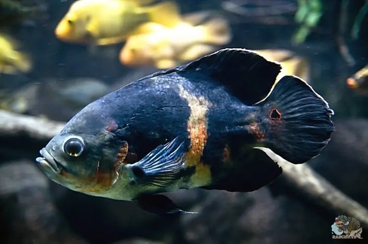 Cá tai tượng đen (Black Oscar)